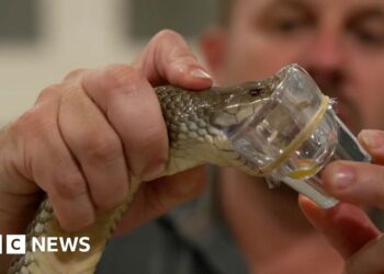 How Australia’s deadliest animals save lives