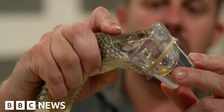 How Australia’s deadliest animals save lives