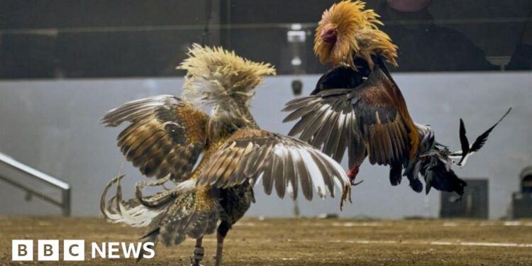 Search for 34 missing gamblers points to Taal lake