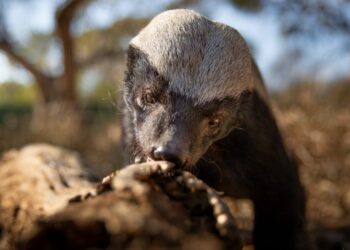 Delightfully irreverent Underdogs isn’t your parents’ nature docuseries