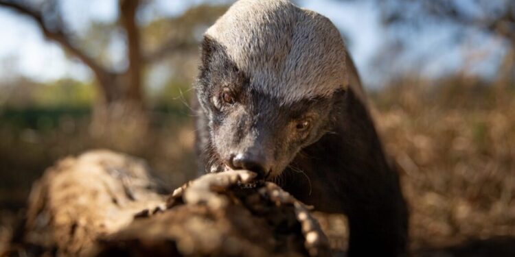 Delightfully irreverent Underdogs isn’t your parents’ nature docuseries