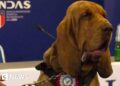Italian ‘hero’ sniffer dog killed with nail-filled sausages