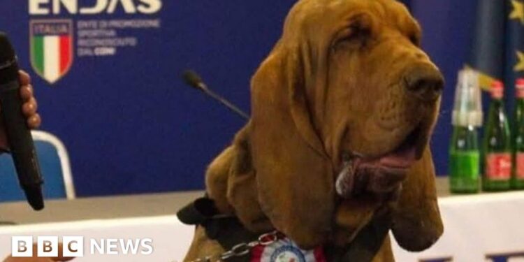 Italian ‘hero’ sniffer dog killed with nail-filled sausages