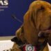 Italian ‘hero’ sniffer dog killed with nail-filled sausages