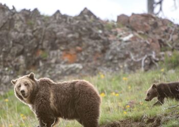 Is It Time to Stop Protecting the Grizzly Bear?