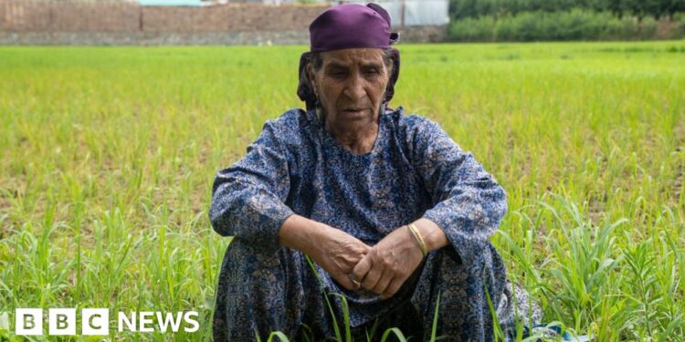 Kashmir’s summers are getting hotter, taking a toll on people and farms