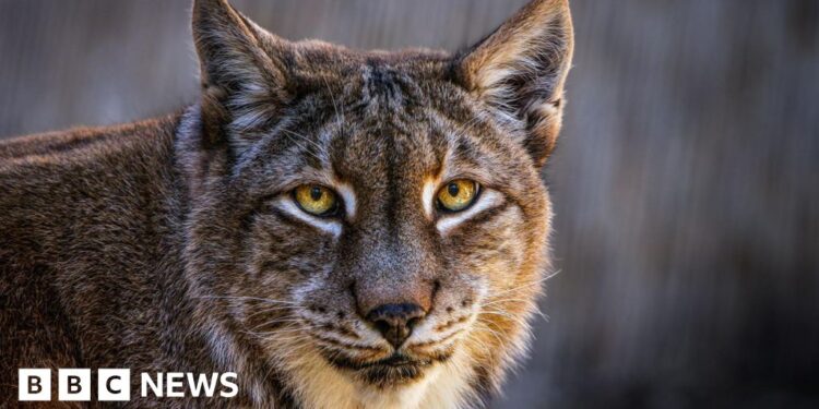 Aalborg Zoo asks for unwanted pets to feed its predators