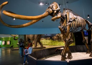 Genetically, Central American mammoths were weird