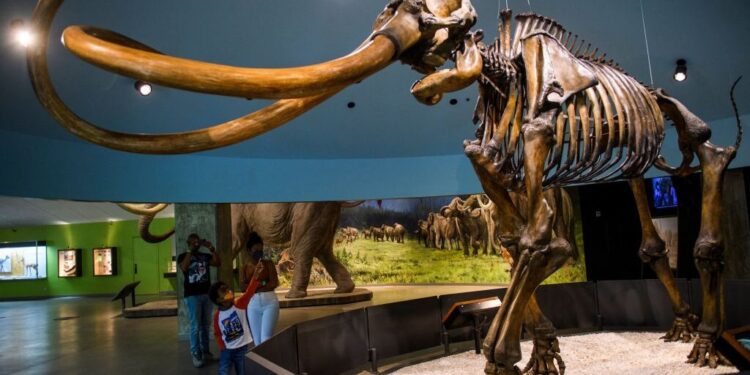 Genetically, Central American mammoths were weird