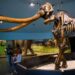 Genetically, Central American mammoths were weird