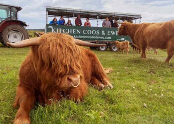 This Castle Lets You Hang Out With Highland Cows on a ‘Bovine Safari’
