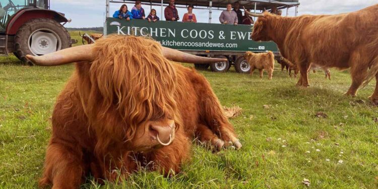This Castle Lets You Hang Out With Highland Cows on a ‘Bovine Safari’