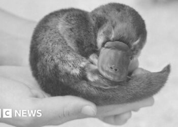 How the mystery of Winston Churchill’s dead platypus was finally solved