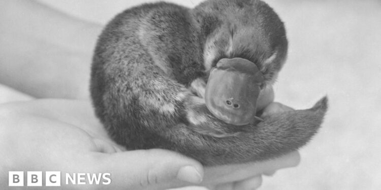 How the mystery of Winston Churchill’s dead platypus was finally solved
