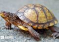 Man faces jail in US for shipping 850 turtles in socks to Hong Kong