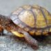 Man faces jail in US for shipping 850 turtles in socks to Hong Kong