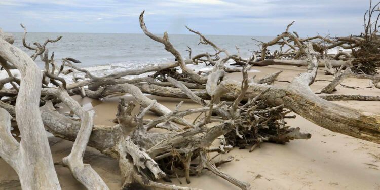 This Secret Florida Beach Is Hauntingly Beautiful With Driftwood That Looks Like ‘Skeletons of Trees’