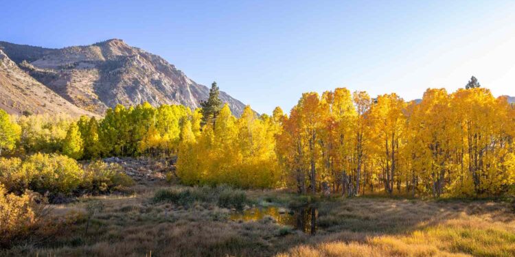 This Is the Best Place to See Fall Foliage in California