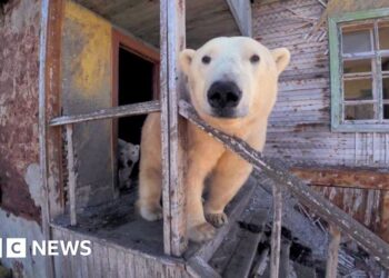 Polar bears occupy abandoned Soviet-era research station