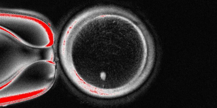 Scientists Made Human Eggs from Skin Cells and Used Them to Form Embryos