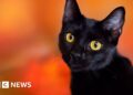 Catalonian town bans black cat adoptions during Halloween
