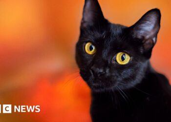 Catalonian town bans black cat adoptions during Halloween