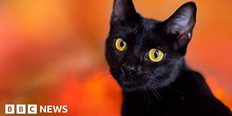 Catalonian town bans black cat adoptions during Halloween