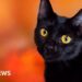 Catalonian town bans black cat adoptions during Halloween