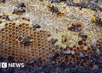 Half a million bees killed in Dutch arson attack