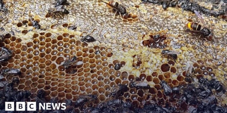 Half a million bees killed in Dutch arson attack