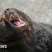 Japan plans to hire hunters as bear attacks rise