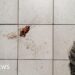 Woman trying to kill cockroach burns down apartment