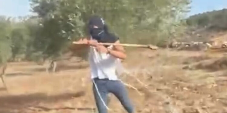 Palestinian woman attacked by Israeli settler while harvesting olives | Occupied West Bank