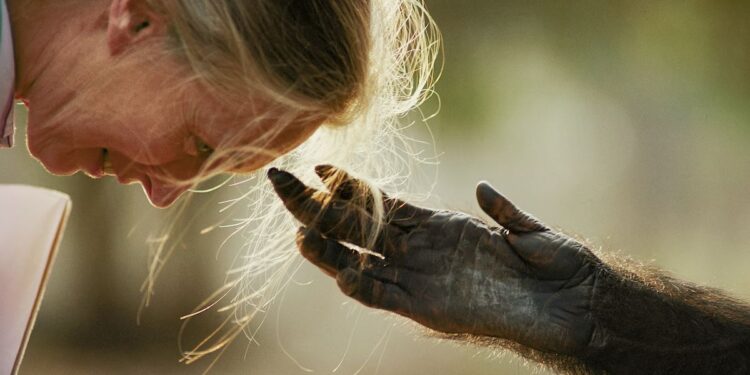 Vital Impacts Launches Annual Print Initiative Featuring Jane Goodall’s Signed Prints