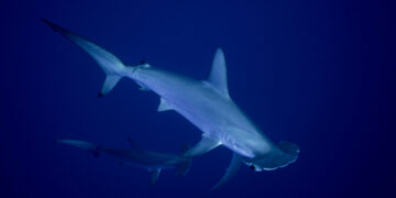 Sharks and rays gain landmark protections as nations move to curb international trade