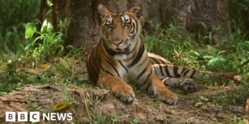 Woman wanted by Interpol for trafficking tiger parts arrested in India