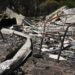 One dead and 300 buildings destroyed in Australia bushfires
