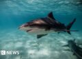 How Sydney’s beaches became a ‘perfect storm’ for sharks