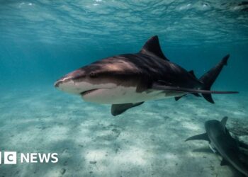 How Sydney’s beaches became a ‘perfect storm’ for sharks