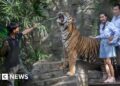 Authorities investigate death of 72 tigers due to virus