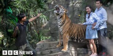 Authorities investigate death of 72 tigers due to virus