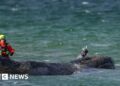 Whale swims for freedom after big German rescue effort on Baltic coast