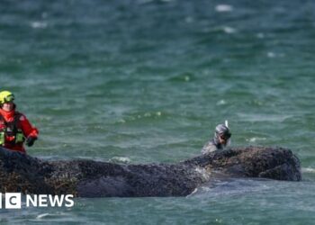 Whale swims for freedom after big German rescue effort on Baltic coast