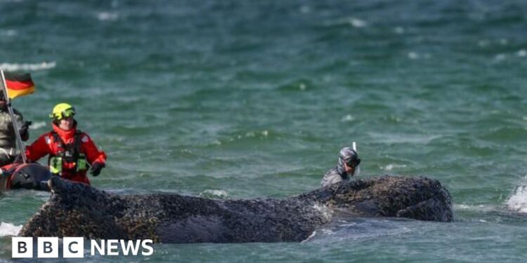 Whale swims for freedom after big German rescue effort on Baltic coast