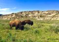 Theodore Roosevelt National Park Travel Guide