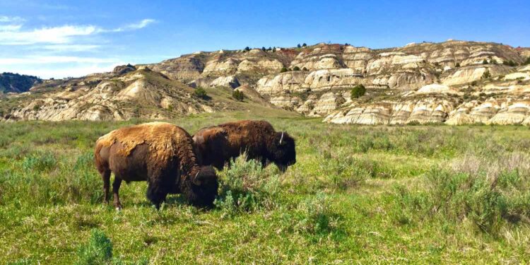 Theodore Roosevelt National Park Travel Guide