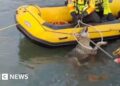 Moment wolf rescued from canal in northern Italy