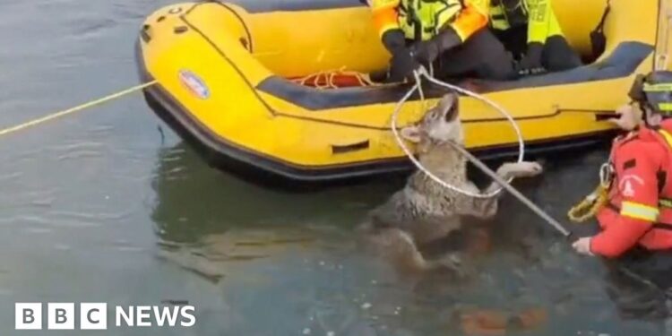 Moment wolf rescued from canal in northern Italy