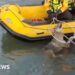 Moment wolf rescued from canal in northern Italy