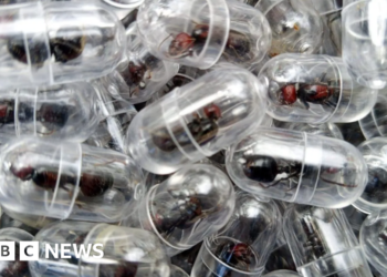 Chinese national charged for trying to smuggle 2,000 ants from Kenya